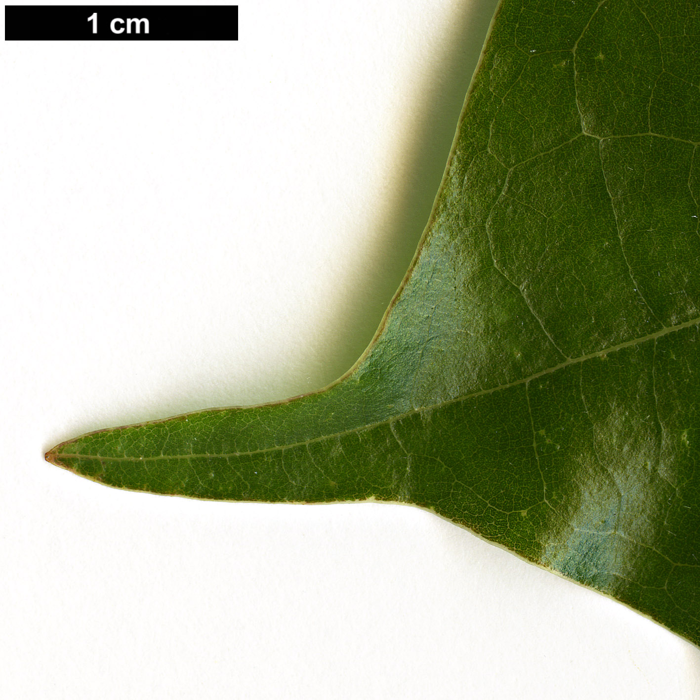 High resolution image: Family: Lauraceae - Genus: Nothaphoebe - Taxon: cavaleriei